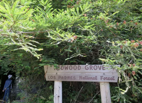 Peaceful grove of redwoods with a bubbling stream.