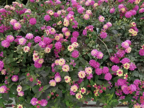 Three mile walk (1.5 miles each way) with stunning views!