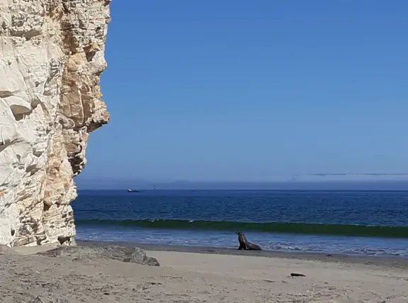 A seal on the shore, on a summer day. 