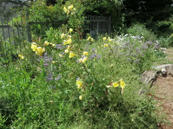 Huge park in the middle of San Francisco, with delightful daisy-filled meadows, playgrounds, lakes, gardens, and museums!