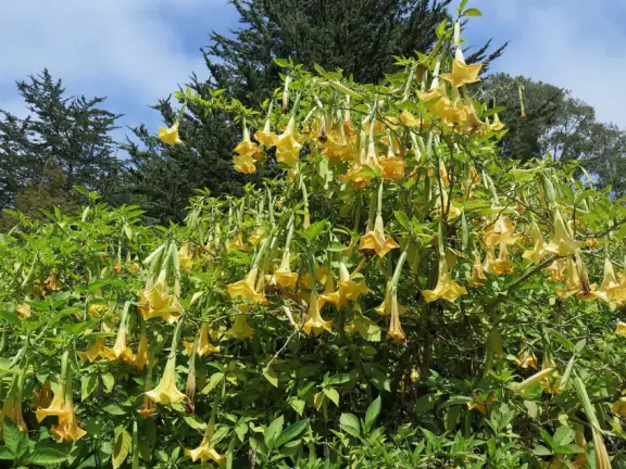 Trumpet flowers along a trail in the park. 