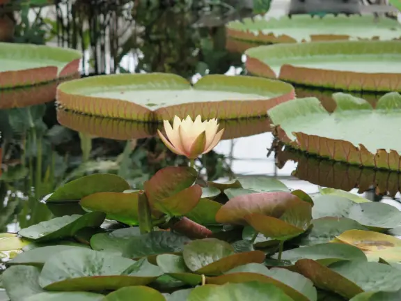 Glass-enclosed garden of unique and interesting tropical plants and flowers that the whole family loves! Gorgeous building on a hill, above formal gardens.