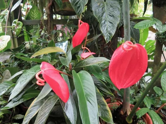 Glass-enclosed garden of unique and interesting tropical plants and flowers that the whole family loves! Gorgeous building on a hill, above formal gardens.