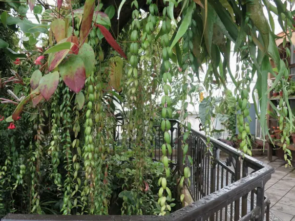 Glass-enclosed garden of unique and interesting tropical plants and flowers that the whole family loves! Gorgeous building on a hill, above formal gardens.