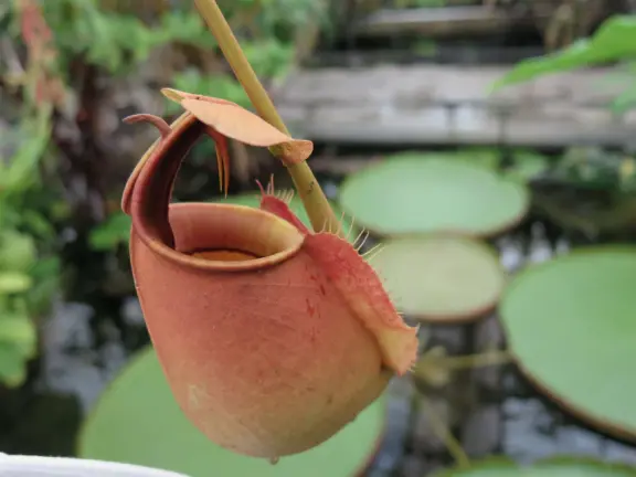 Glass-enclosed garden of unique and interesting tropical plants and flowers that the whole family loves! Gorgeous building on a hill, above formal gardens.
