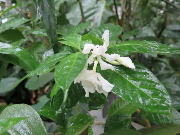 Glass-enclosed garden of unique and interesting tropical plants and flowers that the whole family loves! Gorgeous building on a hill, above formal gardens.