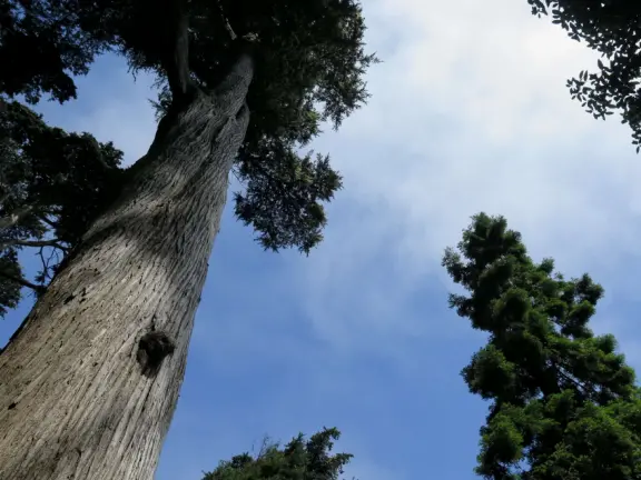 Drive or walk the Golden Gate Bridge, and you'll be awed!