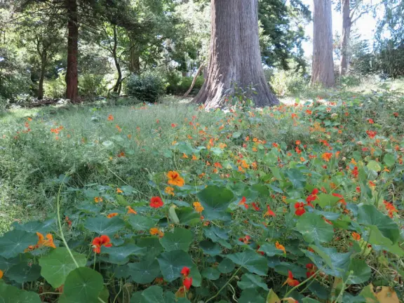 Drive or walk the Golden Gate Bridge, and you'll be awed!