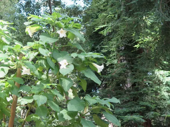 Drive or walk the Golden Gate Bridge, and you'll be awed!