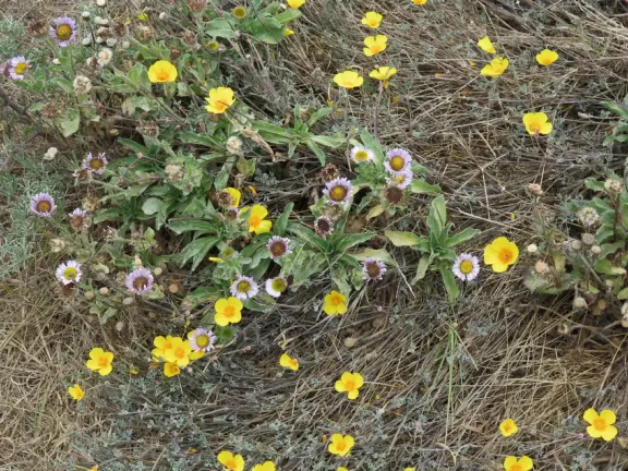 Wooden oceanfront one-mile-long boardwalk lined with scrub and flowers, atop the cliffs. Good views of the coastline. More trails on the hills above.