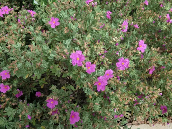 Nice little main street, with cafes, pretty storefronts, park, swinging bridge over a creek with tropical vegetation, and neighborhood with white picket fences and gardens.