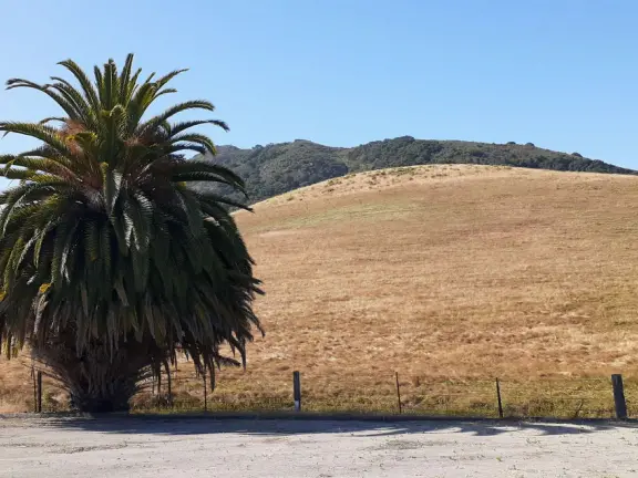 Open hills and a canary palm. 