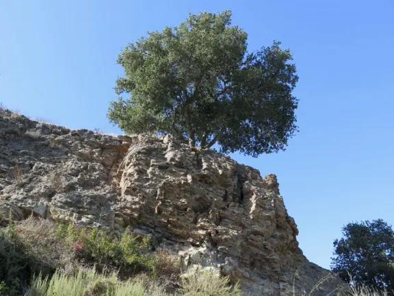 Lone tree on slanted shale. 