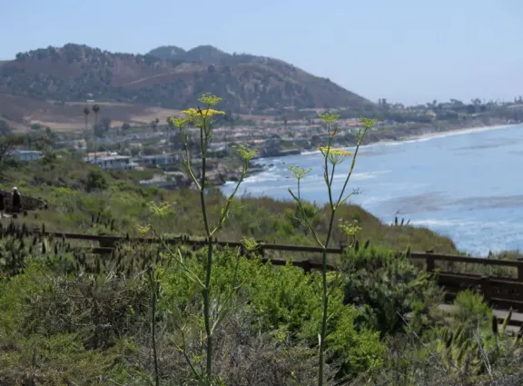 Stunning 0.4 mile paved path on cliffs above the sea, across from mansions.
