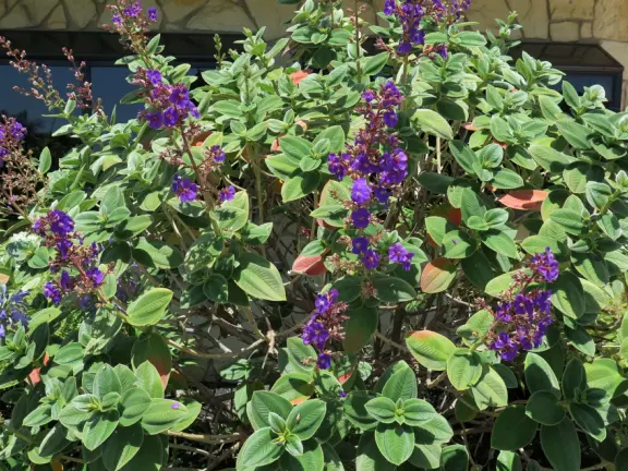 Pretty walk on a dead end road, past three ocean overlooks with sparkling water. You can extend this walk on both ends to make very long walks.