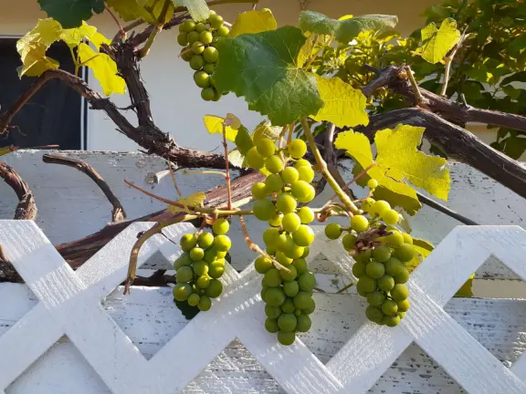 Two mile walk in neighborhood with few streets crossings, and wonderful mountain views!