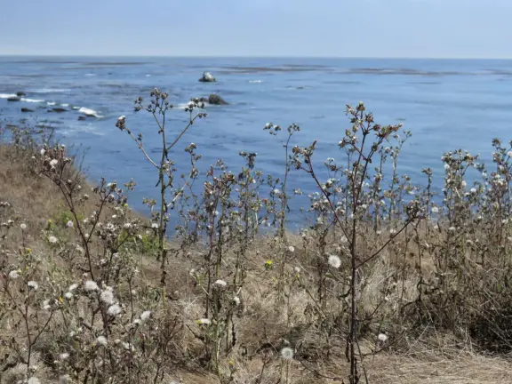 A memorable walk is along the clifftop trail at Estero Bluffs, with the wide open spaces, beach below with shiny green agate rocks, and shipwreck!