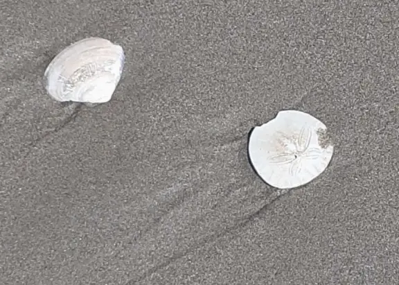 Wonderful wide and secluded beach, with sand dollars galore, and views of Morro Rock!
