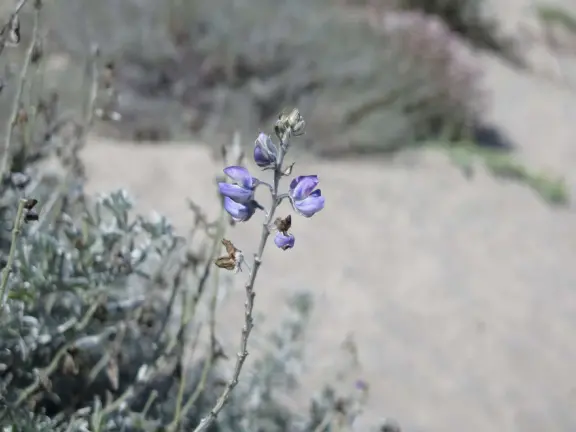 Wonderful wide and secluded beach, with sand dollars galore, and views of Morro Rock!