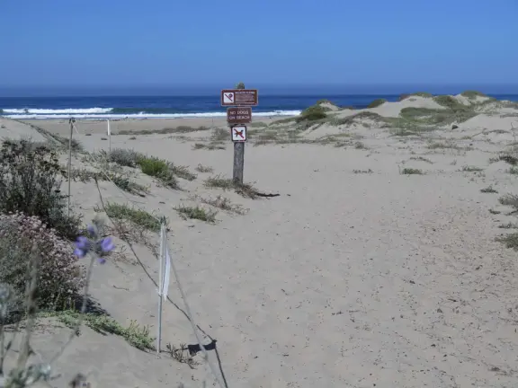 Wonderful wide and secluded beach, with sand dollars galore, and views of Morro Rock!