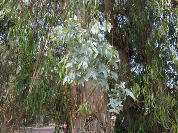 Blissful views of estuary and sailboats, eucalyptus trees, cypress trees, the bay and a little rocky point. Also called Windy Cove Hike.&nbsp;