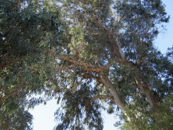 Hilltop park with basketball court with views, picnic tables, eucalyptus trees, and a difficult two-mile out-and-back trail.