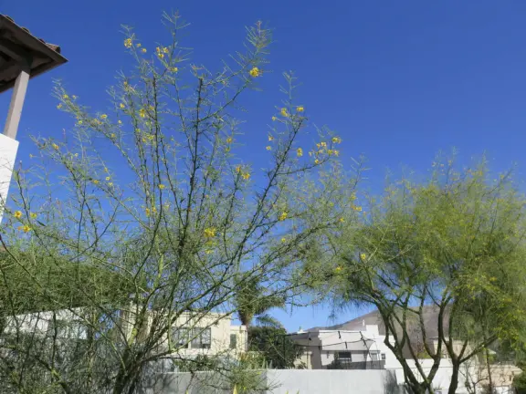 Palo verde tree, like in Arizona.