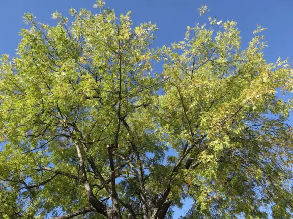 Small town with a few cafes on El Camino Real, some wineries, a sweet chapel, a playground, and pretty trees around houses along I Street.