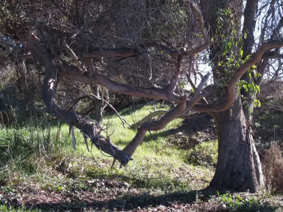 A secluded beach with golden bluffs, little birds running along the shore, a surfer or two, and forest behind.