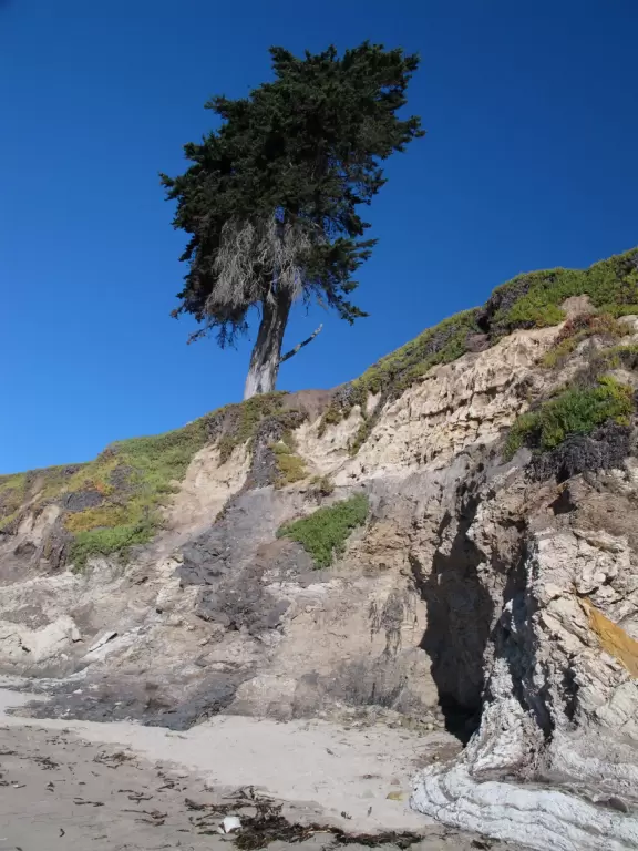 A secluded beach with golden bluffs, little birds running along the shore, a surfer or two, and forest behind.