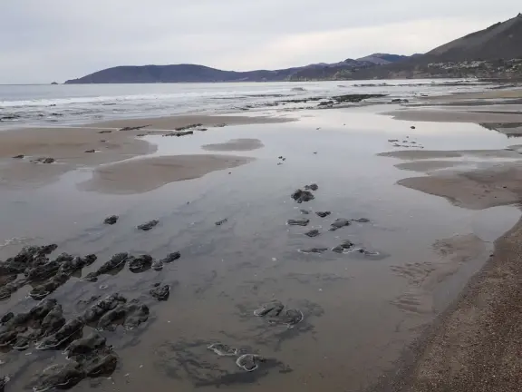 Stretch of grass with a paved walkway, flower beds, wonderful ocean views to Avila Beach, and monterey cypress trees.