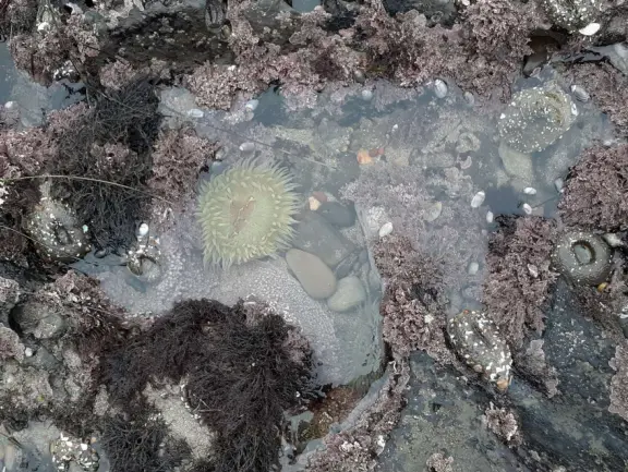 Stretch of grass with a paved walkway, flower beds, wonderful ocean views to Avila Beach, and monterey cypress trees.