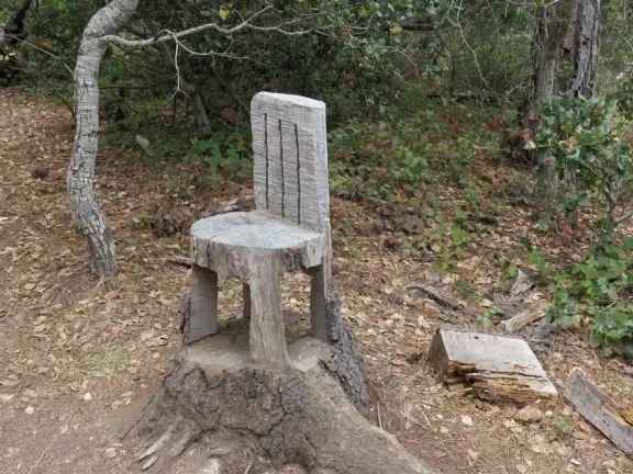 From the Tipton Street entrance, you can walk the upper forest of Fiscalini Ranch, high above the ocean, looking down at the wooden boardwalk way below.