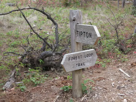 From the Tipton Street entrance, you can walk the upper forest of Fiscalini Ranch, high above the ocean, looking down at the wooden boardwalk way below.