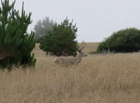 From the Tipton Street entrance, you can walk the upper forest of Fiscalini Ranch, high above the ocean, looking down at the wooden boardwalk way below.