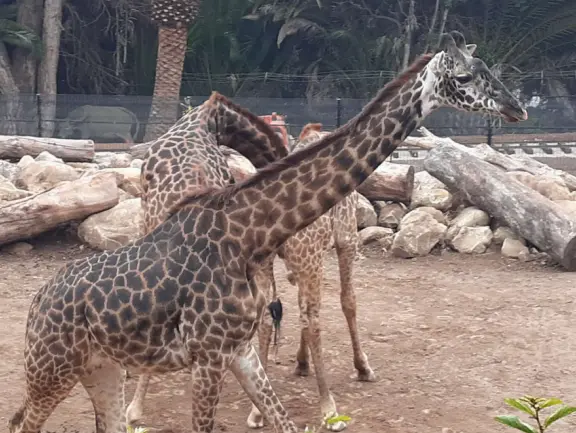 Unusual animals, delightful landscaping, stunning views, train ride through forest, and kids' play hill!