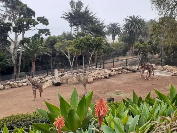 Unusual animals, delightful landscaping, stunning views, train ride through forest, and kids' play hill!