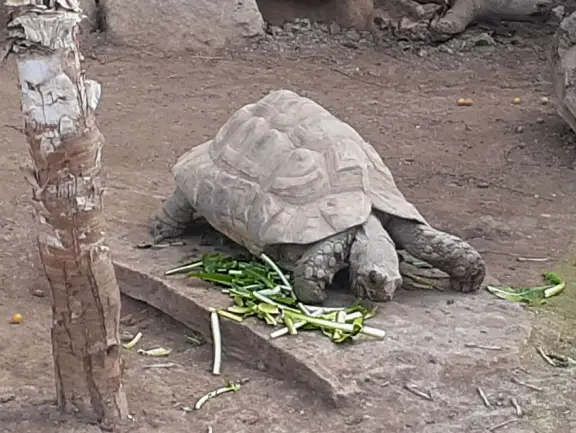 Unusual animals, delightful landscaping, stunning views, train ride through forest, and kids' play hill!