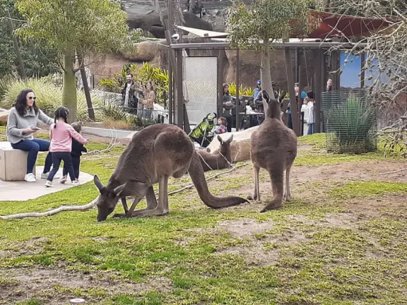 Unusual animals, delightful landscaping, stunning views, train ride through forest, and kids' play hill!