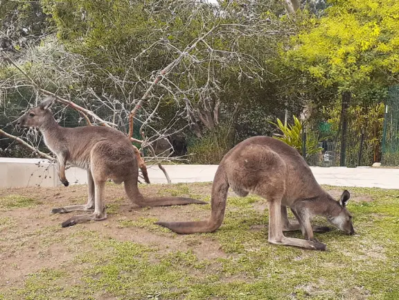 Unusual animals, delightful landscaping, stunning views, train ride through forest, and kids' play hill!