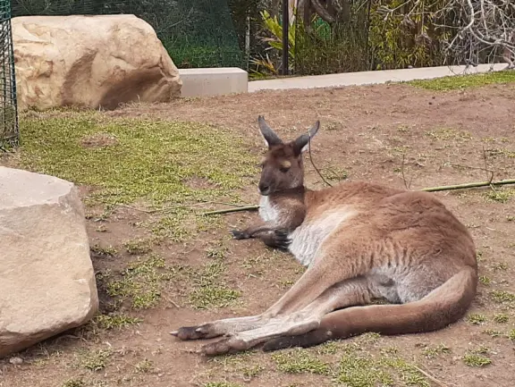 Unusual animals, delightful landscaping, stunning views, train ride through forest, and kids' play hill!