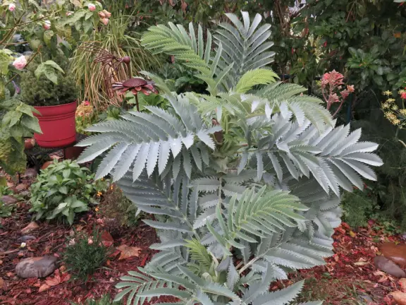 Cute toddler playground, workout station, community garden, basketball courts, lawn with views of Cerro San Luis, and Victorian houses, a block from the main downtown strip. Currently, a crime problem.