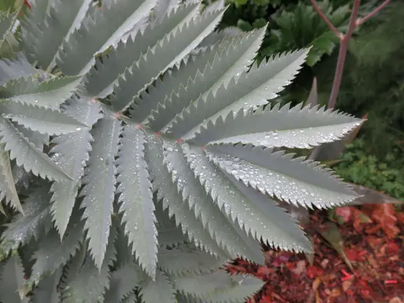 Cute toddler playground, workout station, community garden, basketball courts, lawn with views of Cerro San Luis, and Victorian houses, a block from the main downtown strip. Currently, a crime problem.
