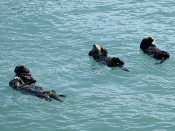Mother and baby sea otters in a sheltered area near a T-shaped pier. So sweet!