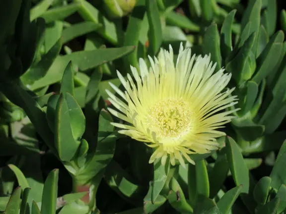 Stairs surrounded by purple and yellow ice plant, leading down to Pismo Beach. Volleyball, long walks, caves, pier and boardwalk.
