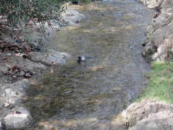 Pretty neighborhood with sweet houses and gardens, and bridge over the creek.