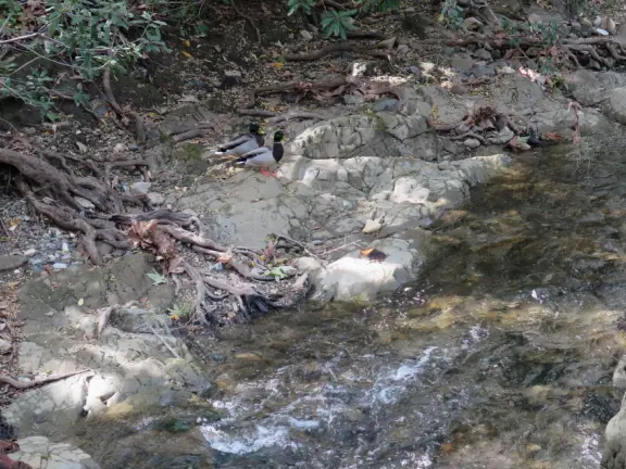 Pretty neighborhood with sweet houses and gardens, and bridge over the creek.