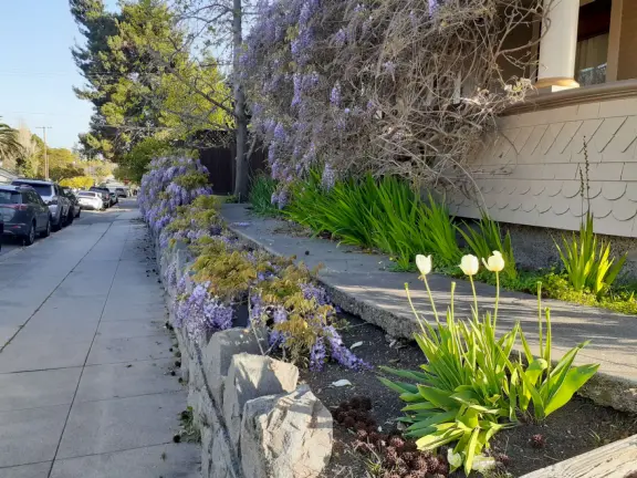 Take a walk past pretty Victorian homes and gardens.