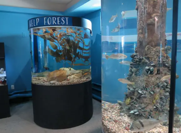 Colorful pirate playground by the sea, with lovely clean sand below the structure, right next door to the small but fun Central Coast Aquarium.
