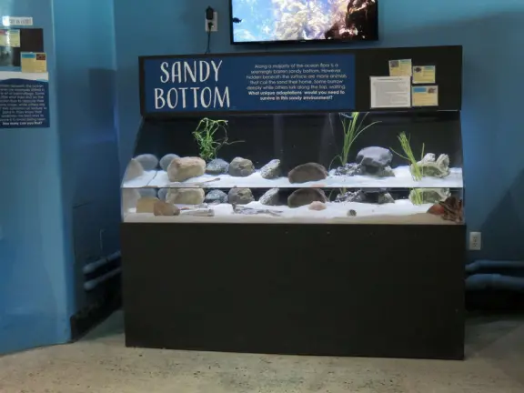 Colorful pirate playground by the sea, with lovely clean sand below the structure, right next door to the small but fun Central Coast Aquarium.